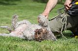 LAGOTTO CAVAGE 069